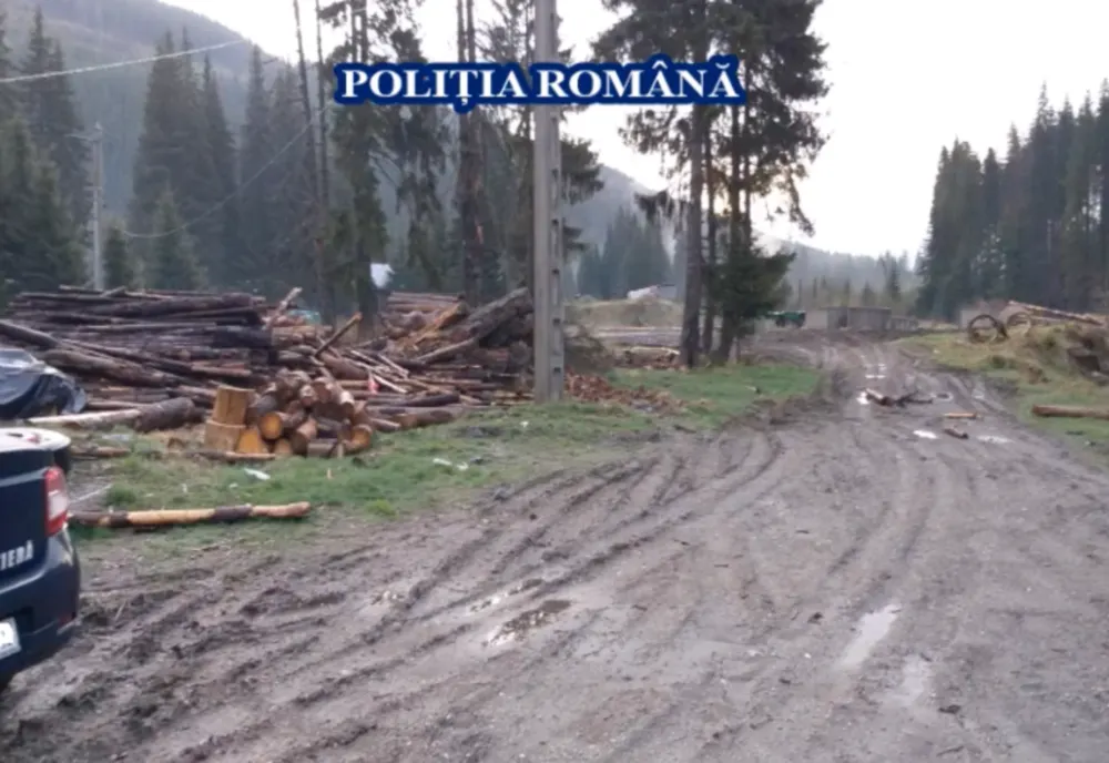 Unul dintre cele mai grave cazuri de tăieri ilegale din ultimii ani, în județul Brașov
